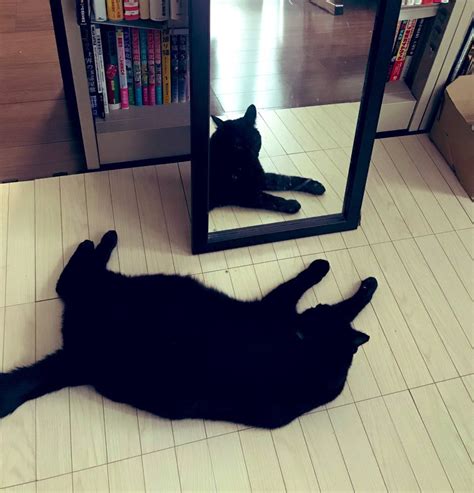 黑貓來家裡 睡覺對著鏡子